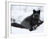 Silverfox (Red Fox) (Vulpes Vulpes), Churchill, Hudson Bay, Manitoba, Canada-Thorsten Milse-Framed Photographic Print