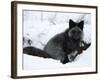 Silverfox (Red Fox) (Vulpes Vulpes), Churchill, Hudson Bay, Manitoba, Canada-Thorsten Milse-Framed Photographic Print