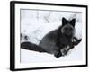 Silverfox (Red Fox) (Vulpes Vulpes), Churchill, Hudson Bay, Manitoba, Canada-Thorsten Milse-Framed Photographic Print