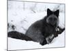 Silverfox (Red Fox) (Vulpes Vulpes), Churchill, Hudson Bay, Manitoba, Canada-Thorsten Milse-Mounted Photographic Print