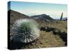 Silverswords Growing in the Vast Crater of Haleakala, Maui, Hawaii, Hawaiian Islands, USA-Robert Francis-Stretched Canvas