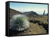 Silverswords Growing in the Vast Crater of Haleakala, Maui, Hawaii, Hawaiian Islands, USA-Robert Francis-Framed Stretched Canvas