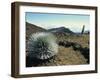 Silverswords Growing in the Vast Crater of Haleakala, Maui, Hawaii, Hawaiian Islands, USA-Robert Francis-Framed Photographic Print