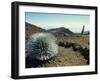 Silverswords Growing in the Vast Crater of Haleakala, Maui, Hawaii, Hawaiian Islands, USA-Robert Francis-Framed Photographic Print