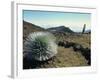 Silverswords Growing in the Vast Crater of Haleakala, Maui, Hawaii, Hawaiian Islands, USA-Robert Francis-Framed Photographic Print