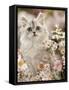 Silvertabby (Chinchilla X Persian) Kitten Among Michaelmas Daisies and Japanese Anemones-Jane Burton-Framed Stretched Canvas