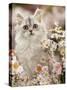 Silvertabby (Chinchilla X Persian) Kitten Among Michaelmas Daisies and Japanese Anemones-Jane Burton-Stretched Canvas