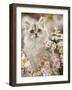 Silvertabby (Chinchilla X Persian) Kitten Among Michaelmas Daisies and Japanese Anemones-Jane Burton-Framed Photographic Print