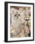 Silvertabby (Chinchilla X Persian) Kitten Among Michaelmas Daisies and Japanese Anemones-Jane Burton-Framed Photographic Print