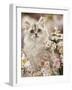 Silvertabby (Chinchilla X Persian) Kitten Among Michaelmas Daisies and Japanese Anemones-Jane Burton-Framed Photographic Print