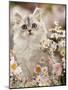 Silvertabby (Chinchilla X Persian) Kitten Among Michaelmas Daisies and Japanese Anemones-Jane Burton-Mounted Photographic Print