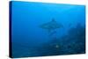 Silvertip Shark at the Bistro Dive Site in Fiji-Stocktrek Images-Stretched Canvas