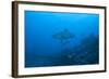 Silvertip Shark at the Bistro Dive Site in Fiji-Stocktrek Images-Framed Photographic Print