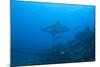 Silvertip Shark at the Bistro Dive Site in Fiji-Stocktrek Images-Mounted Photographic Print