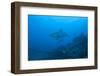 Silvertip Shark at the Bistro Dive Site in Fiji-Stocktrek Images-Framed Photographic Print