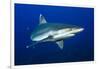 silvertip shark portrait, revillagigedo islands, mexico-alex mustard-Framed Photographic Print