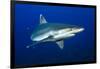 silvertip shark portrait, revillagigedo islands, mexico-alex mustard-Framed Photographic Print