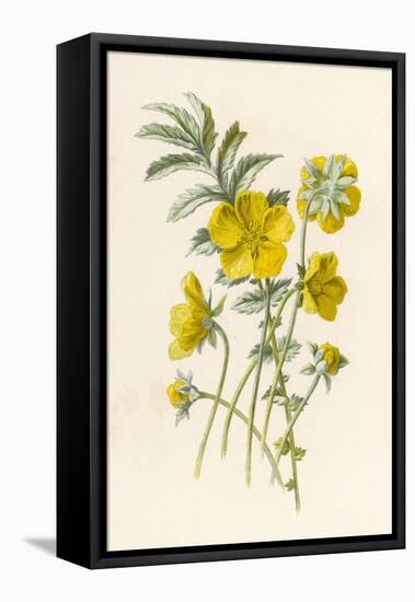 Silverweed-F. Edward Hulme-Framed Stretched Canvas