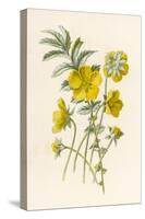 Silverweed-F. Edward Hulme-Stretched Canvas