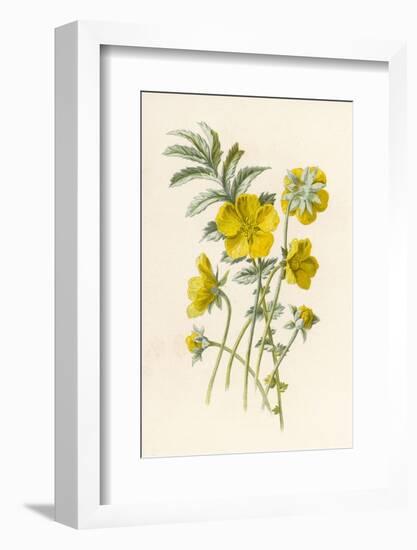 Silverweed-F. Edward Hulme-Framed Photographic Print