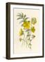 Silverweed-F. Edward Hulme-Framed Photographic Print