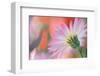 Silvery Aster-Karin Connolly-Framed Premium Giclee Print
