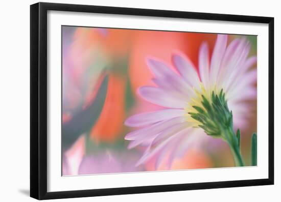 Silvery Aster-Karin Connolly-Framed Art Print