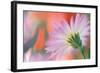 Silvery Aster-Karin Connolly-Framed Art Print