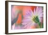 Silvery Aster-Karin Connolly-Framed Art Print