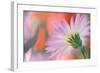 Silvery Aster-Karin Connolly-Framed Art Print