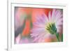 Silvery Aster-Karin Connolly-Framed Art Print