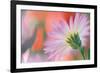 Silvery Aster-Karin Connolly-Framed Art Print