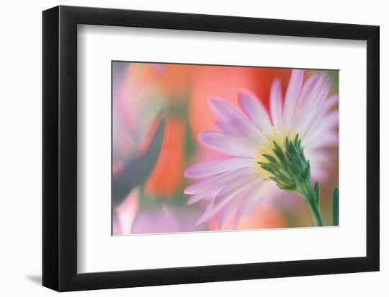 Silvery Aster-Karin Connolly-Framed Art Print