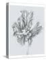 Silvery Blue Tulips III-Jennifer Goldberger-Stretched Canvas