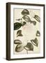 Silvery Botanicals II-Vision Studio-Framed Art Print