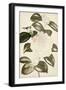 Silvery Botanicals II-Vision Studio-Framed Art Print