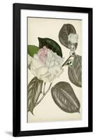 Silvery Botanicals III-Vision Studio-Framed Art Print