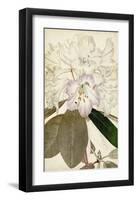 Silvery Botanicals IV-Vision Studio-Framed Art Print