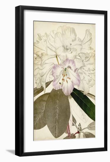 Silvery Botanicals IV-Vision Studio-Framed Art Print