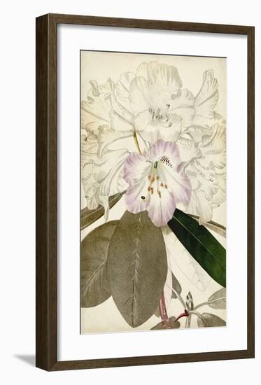 Silvery Botanicals IV-Vision Studio-Framed Art Print