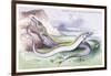 Silvery Hairtail and Scabbard Fish-Robert Hamilton-Framed Art Print