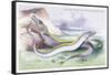 Silvery Hairtail and Scabbard Fish-Robert Hamilton-Framed Stretched Canvas