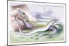 Silvery Hairtail and Scabbard Fish-Robert Hamilton-Mounted Art Print