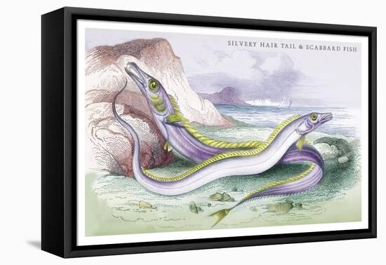 Silvery Hairtail and Scabbard Fish-Robert Hamilton-Framed Stretched Canvas