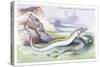 Silvery Hairtail and Scabbard Fish-Robert Hamilton-Stretched Canvas