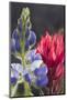 Silvery Lupine, Lavender Paintbrush-Ken Archer-Mounted Photographic Print