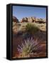 Silvery Lupine (Lupinus Argenteus) With Red Rock Fins, Arches National Park, Utah-James Hager-Framed Stretched Canvas