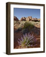 Silvery Lupine (Lupinus Argenteus) With Red Rock Fins, Arches National Park, Utah-James Hager-Framed Photographic Print