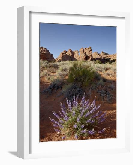 Silvery Lupine (Lupinus Argenteus) With Red Rock Fins, Arches National Park, Utah-James Hager-Framed Photographic Print