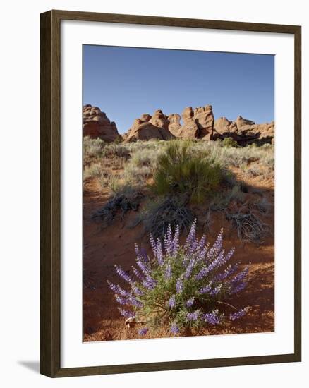 Silvery Lupine (Lupinus Argenteus) With Red Rock Fins, Arches National Park, Utah-James Hager-Framed Photographic Print